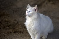 Angora cat standing outside.