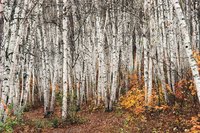 A woodland filled with tightly spaced birches results in lots of competition.