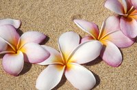 Hawaiian plumeria flowers are easy to make.
