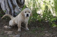 Puppy going to the bathroom in yard