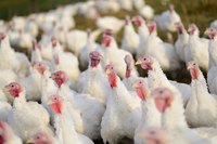 Commercial turkey far.