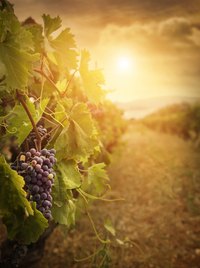 Collect wild grapevines or purchase them from craft stores.