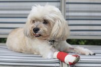 Dog with an injured leg.