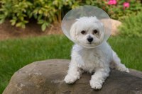 Small dog with surgical cone around neck.