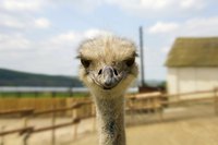 Adult ostriches can thrive in almost any climate.