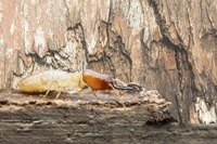 Termite on a piece of wood.
