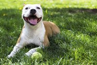 A well-trained pit bull has a better chance of convincing a landlord to rent to you.