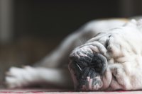 Discuss sleep aids for your dog with your vet.