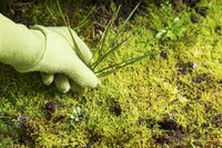 A gloved hand pulling a weed out of the ground.