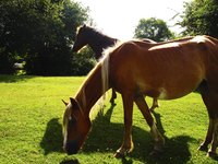 Large horse grazing on grass.