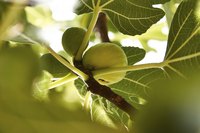 Common fig fruits begin as small, green fruits rather than visible blossoms.