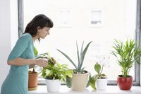 Checking houseplants for spider mite signs can help prevent infestations from getting out of control.