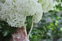 "Annabelle" bloom clusters grow 8 to 12 inches wide.