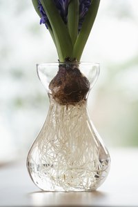 The hyacinthe pictured here is an example of a plant with fibrous roots.