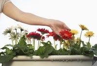 Fight Gerbera daisy fungus with household materials on the cheap.
