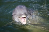 Make friends with dolphins in South Carolina.