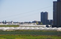 Greenhouses on farmland at the edge of a city.
