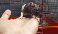 Close-up of hand taking rat out of pet cage.