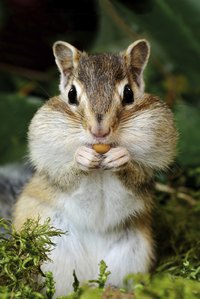 Use makeup to create the chipmunk nose and whiskers.