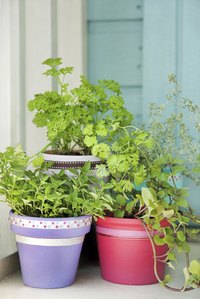 Paint terra-cotta pots to brighten your indoor or outdoor decor.