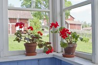 Most pelargoniums are native to South Africa.