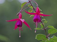 Most fuchsia seedlings bloom within the first or second year after they were sown.