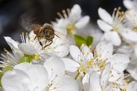 Spring-flowering trees and shrubs provide food for early bees.