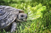 Always select your new pet turtle wisely -- many species live longer than 50 years.