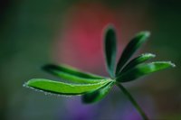 Schefflera or umbrella tree is easy to grow indoors.