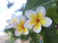 Plumeria flowers are used in Hawaii to make leis.