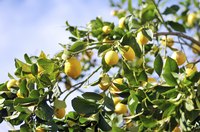 Winter weather can damage lemon fruits, which develop year-round.