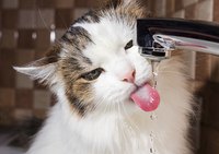 Close-up of a cat lapping water from a running faucet.