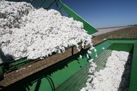 Harvested cotton bolls mark the start of cotton fabric.