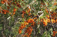 Berries of the buckthorn tree grow on branches.