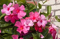 Pink Mandevilla flowers in full bloom