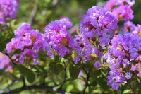 Each of a crepe myrtle's flower clusters contains dozens of 1- to 2-inch blooms.