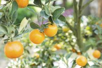 Tangerines growing on a tree.