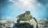 Wildlife at Topsail Beach include sea turtles.
