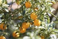 Oranges from a branch in an orange grove.