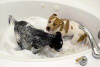 Two puppies receiving a bath in small tub.