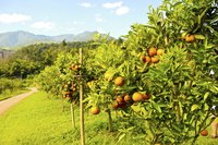 Large field of orange trees