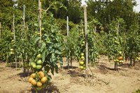 Lower tomatoes usually ripen first.