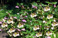 The Lenten rose is evergreen in moderate winters.