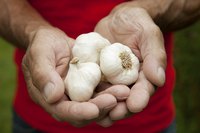 Planting early helps to ensure a good garlic harvest.