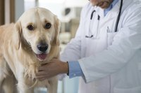 Chemotherapy is a long-term treatment given over the course of months or years.