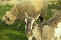 Goat and sheep in field.