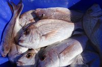 Red snapper are found in the Gulf of Mexico and surrounding waters.
