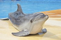 Dolphins are among the marine mammals that entertain at SeaWorld.