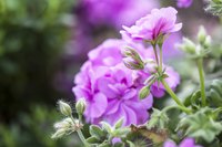 Ivy geraniums are part of the Geraniaceae family.