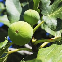 If fig trees don't get enough water during prolonged droughts, they may drop their fruit.